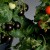 BBC News: Purple tomato ‘may boost health